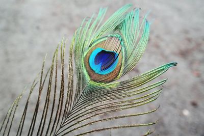 Close-up of peacock feather