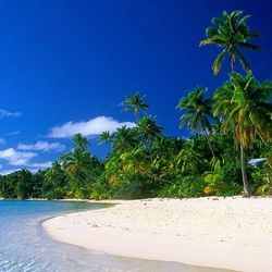 Palm trees on beach