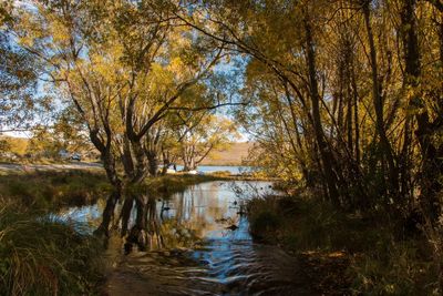 Scenic view of lake in forest during autumn