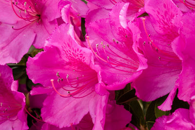 Macro shot of pink flower