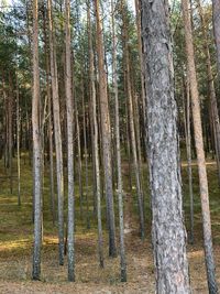 View of trees in forest