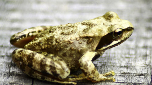 Close-up of a lizard on wood