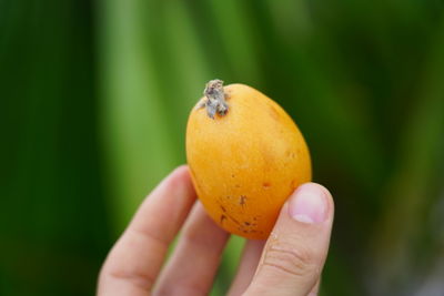 Close-up of hand holding fruit