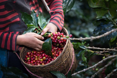 Midsection of man picking cherries at farm