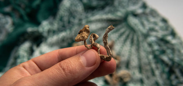 Close-up of hand holding leaf