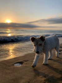 View of sheep on beach