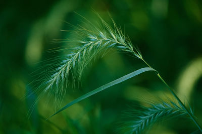 Close-up of crops growing on field