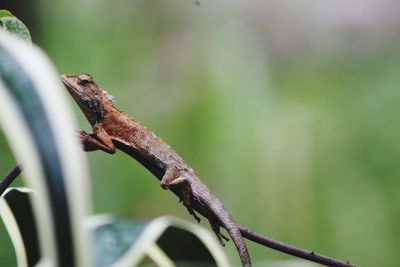 Close-up of a lizard on tree