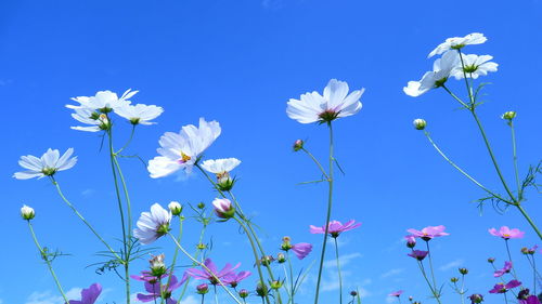 Low angle view of white flowering plants against blue sky