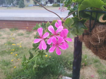 Close-up of pink flowering plant