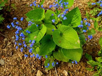 High angle view of purple flowering plants on field