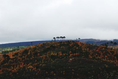 View of trees on landscape against sky