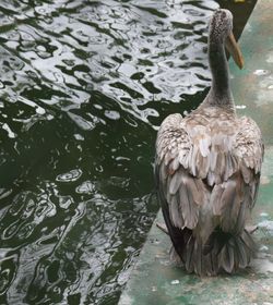 Close-up of bird in water
