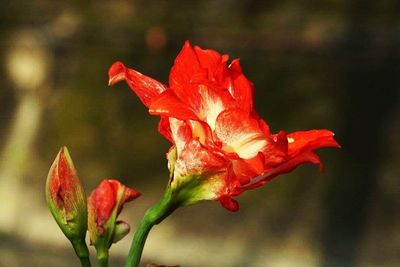 Close-up of red flower