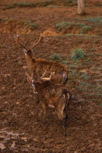 Side view of deer standing on land