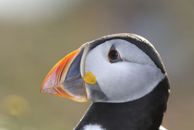 Profile view of puffin