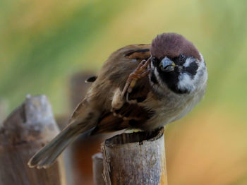 Close-up of bird perching on wooden post