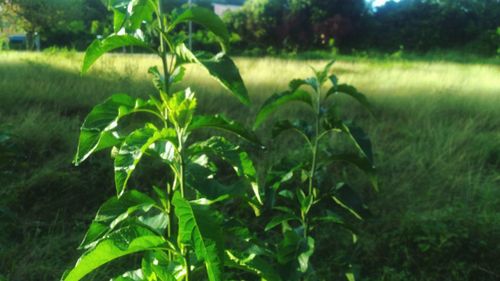 Close-up of fresh green plants in field