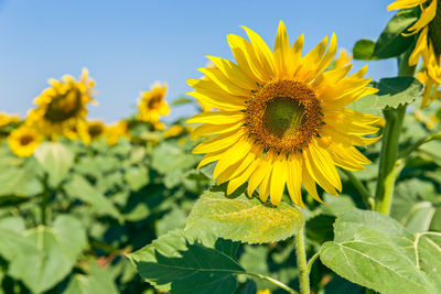 Close-up of yellow flowering plant