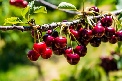 Close-up of cherries hanging on tree