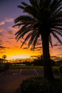 Palm trees against sky during sunset