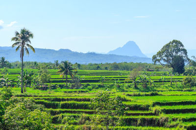 Morning view in kemumu village with green rice fields and blue mountains