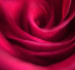 Full frame shot of rose