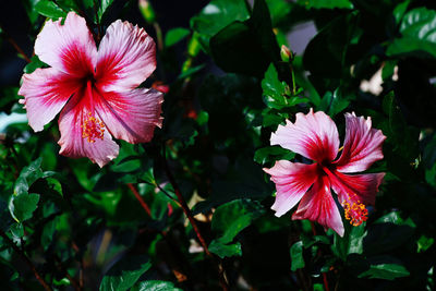 Close-up of pink hibiscus flower