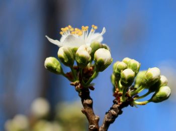 Close-up of flower buds