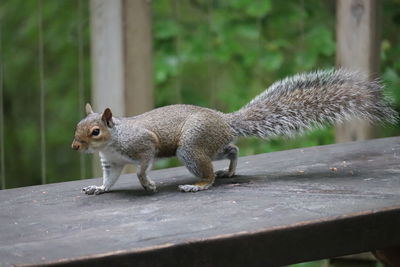 Close-up of squirrel on wood