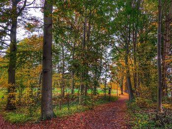 Trees in forest during autumn