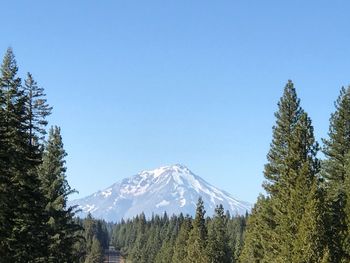 Pine trees in forest against clear sky