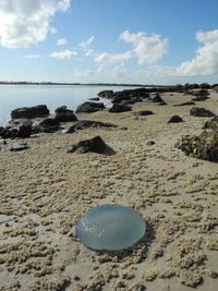 Stranded jellyfish blob on the beach with rocks and sand balls.