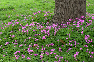 Close-up of fresh pink flowers in tree