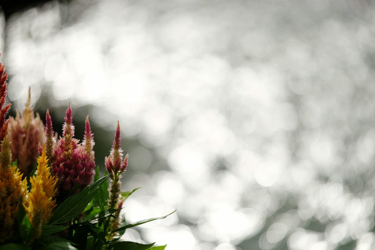 flower, growth, transfer print, freshness, plant, auto post production filter, fragility, beauty in nature, close-up, nature, petal, focus on foreground, flower head, selective focus, blooming, leaf, outdoors, in bloom, day, no people