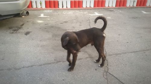Close-up of dog