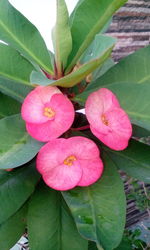 Close-up of pink flowers