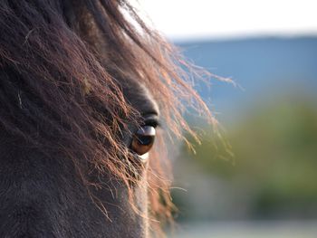 Close-up of a horse