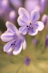 Close-up of purple flowering plant