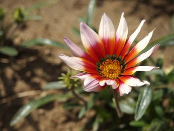 Close-up of flower blooming outdoors