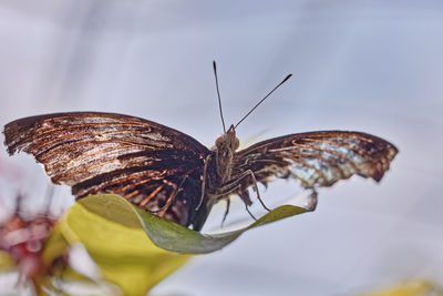 Nature macro photography of a butterfly