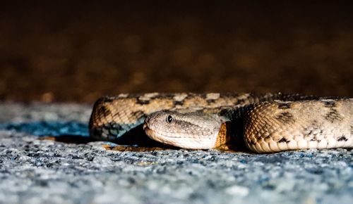 Close-up of lizard on land