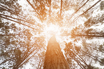 Low angle view of tree