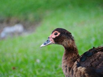 Close-up of duck on grass