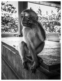 Close-up of monkey sitting on stone at ubud monkey forest