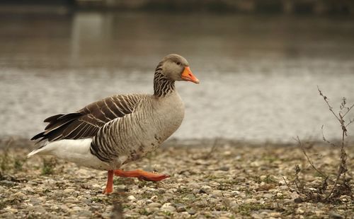 Wild goose running on the lakeshore 