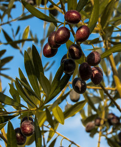 Close-up of berries growing on tree against sky
