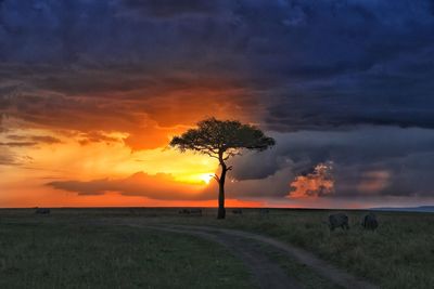 Silhouette tree on field against sky during sunset