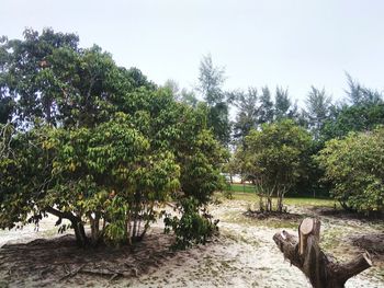 Trees on field against sky