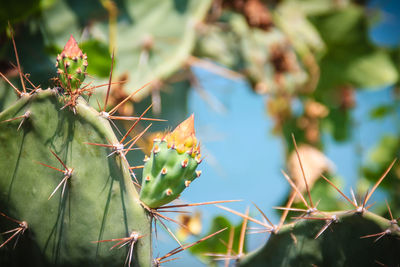 Close-up of cactus plant